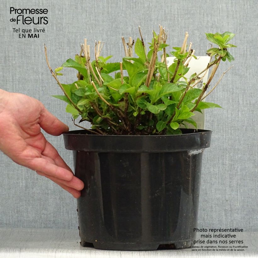 Ortensia - Hydrangea macrophylla Wudu esemplare consegnato in primavera