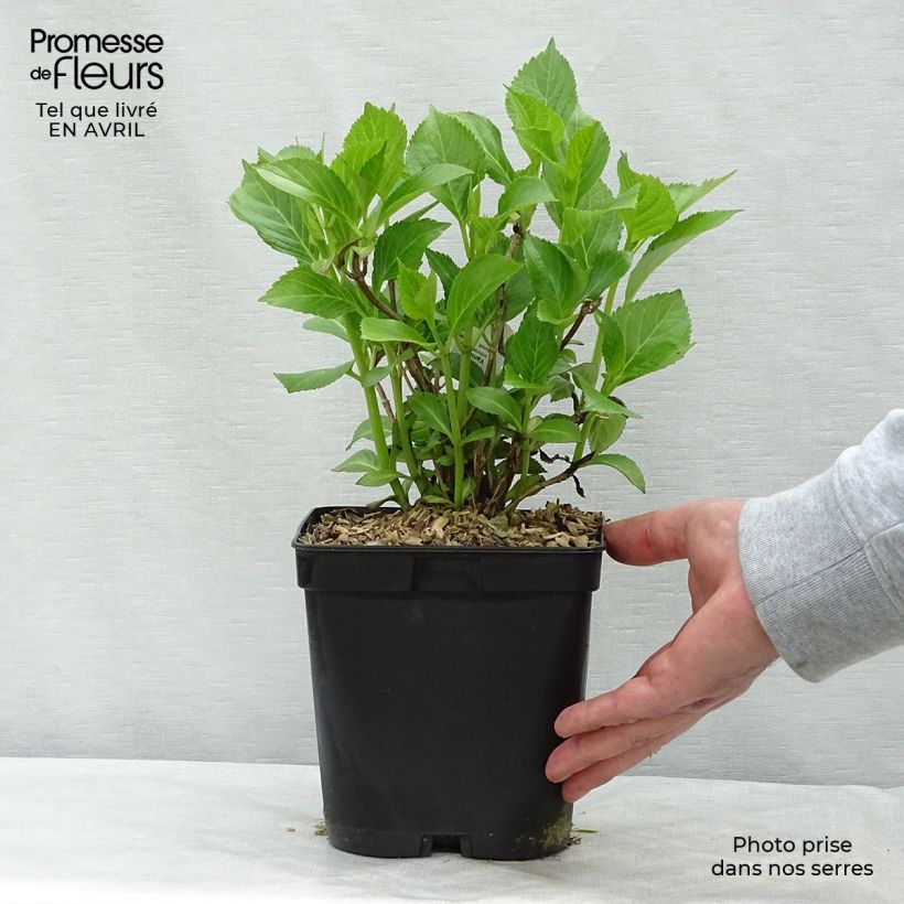 Example of Hydrangea macrophylla Yamato - Ortensia Vaso da 2L/3L as you get in printemps