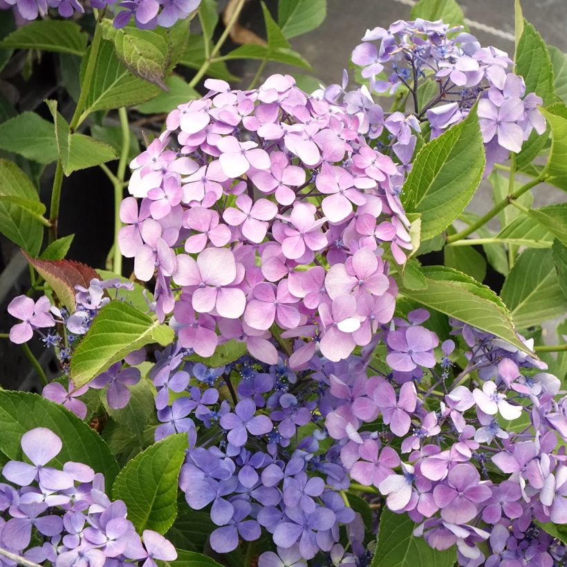 Hydrangea macrophylla Yamato - Ortensia (Flowering)