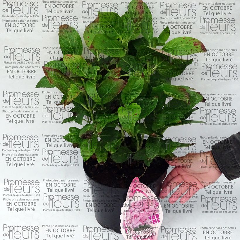 Example of Hydrangea macrophylla You and Me Romance - Ortensia Vaso da 4L/5L as you get