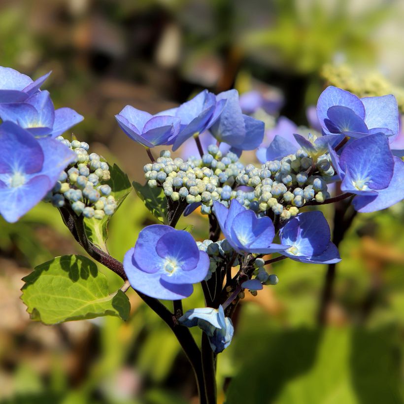 Hydrangea macrophylla Zorro Blue - Ortensia (Fioritura)