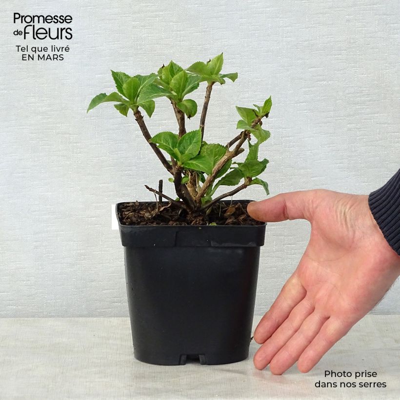 Hydrangea macrophylla Zorro - Ortensia Vaso da 2L/3L esemplare consegnato in primavera