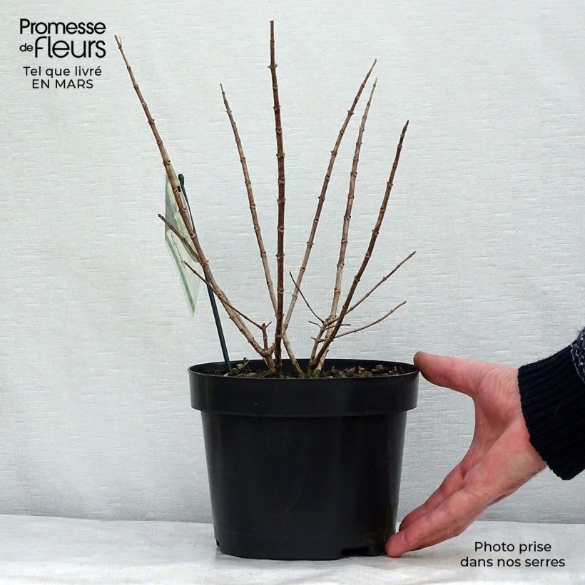 Hydrangea paniculata Bobo - Ortensia paniculata Vaso da 3L/4L esemplare consegnato in primavera