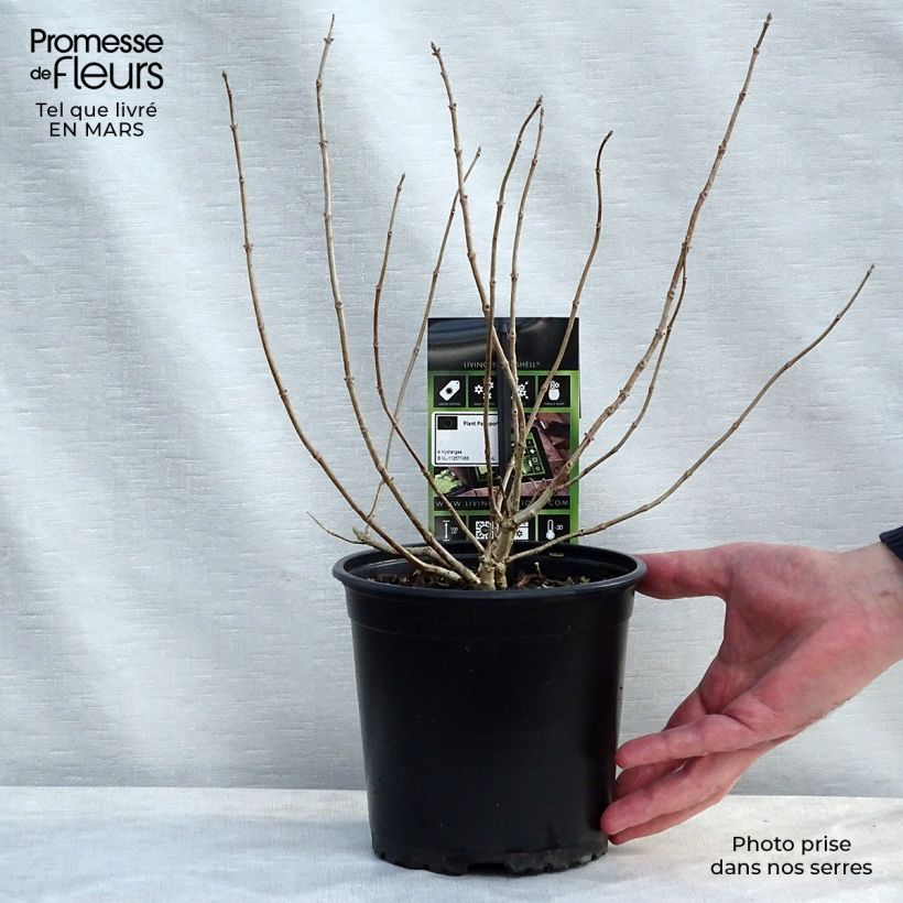 Example of Hydrangea paniculata Bombshell - Ortensia paniculata Vaso da 2L/3L as you get in printemps