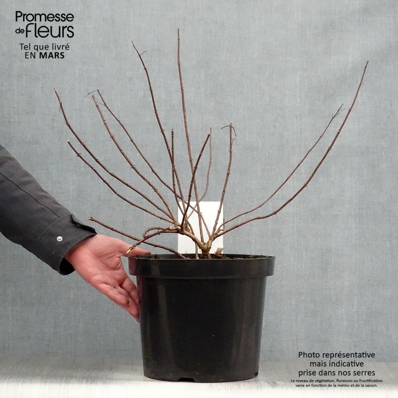 Example of Hydrangea paniculata Diamant Rouge - Ortensia paniculata Vaso da 7,5L/10L, A cespuglio as you get in printemps