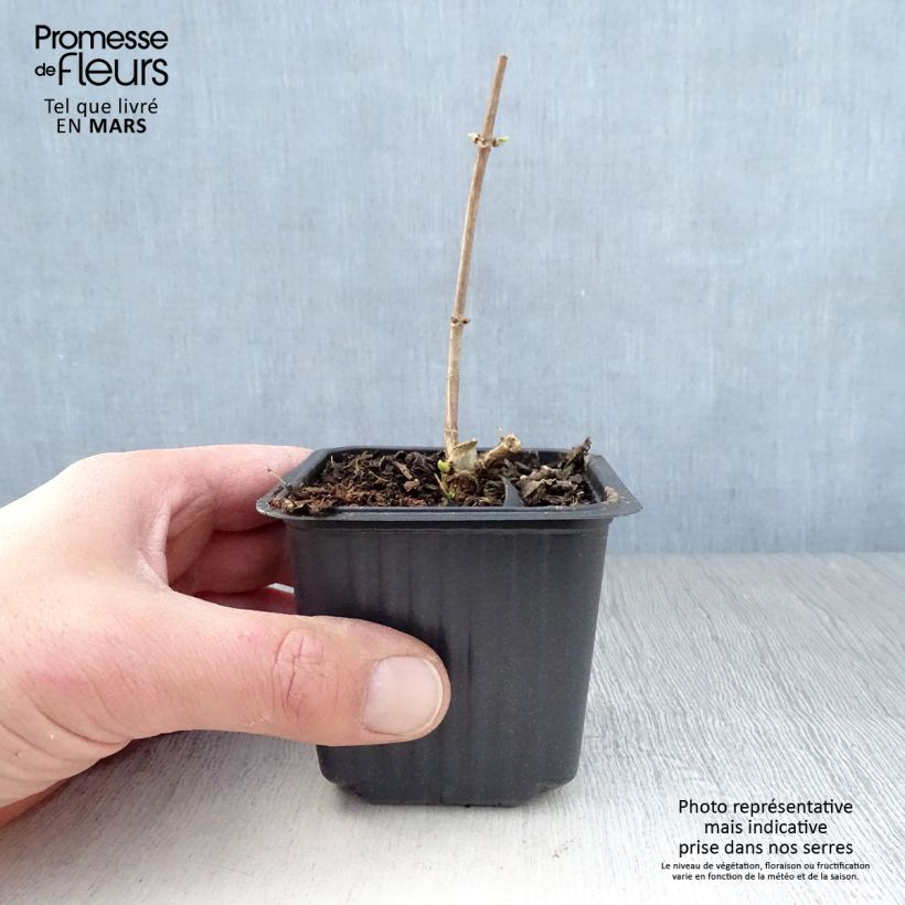 Example of Hydrangea paniculata Grandiflora - Ortensia paniculata Vasetto da 8/9 cm as you get in printemps