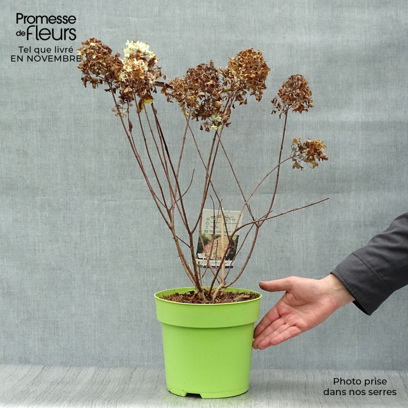 Esemplare di Hydrangea paniculata Hercules - Ortensia paniculata Vaso da 3L/4L come consegnato in autunno