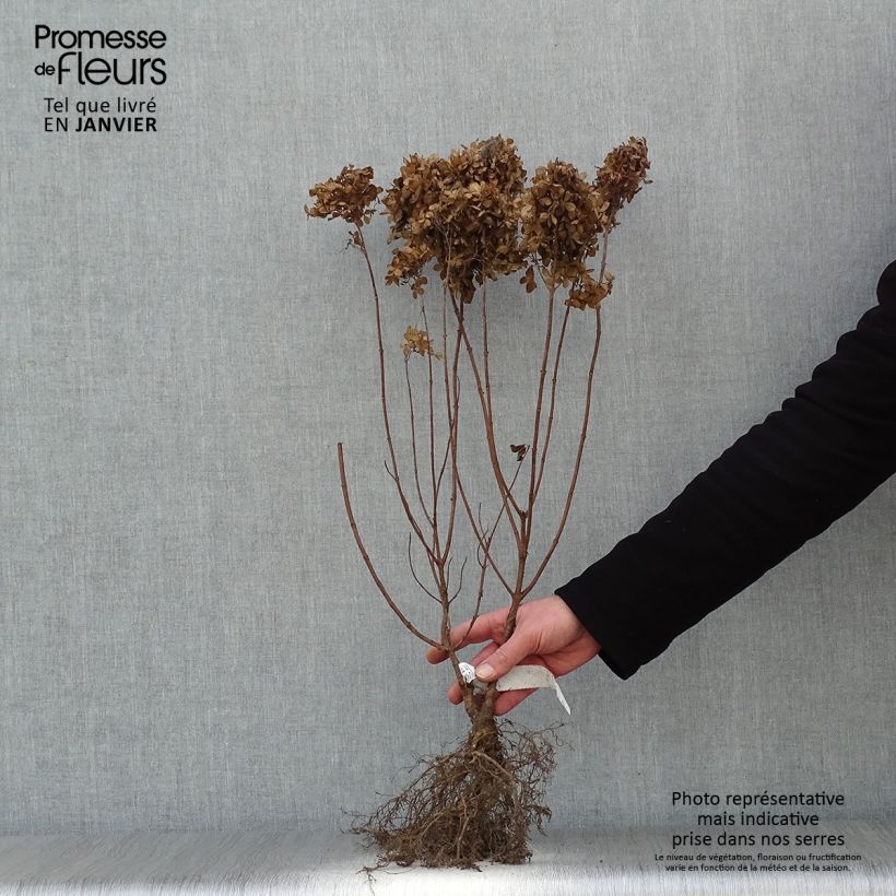 Hydrangea paniculata Kyushu - Ortensia paniculata Piante piccole a radice nuda esemplare consegnato in inverno