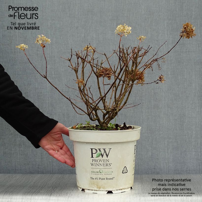 Esemplare di Hydrangea paniculata Little Lime - Ortensia paniculata Vaso da 7,5L/10L come consegnato in autunno