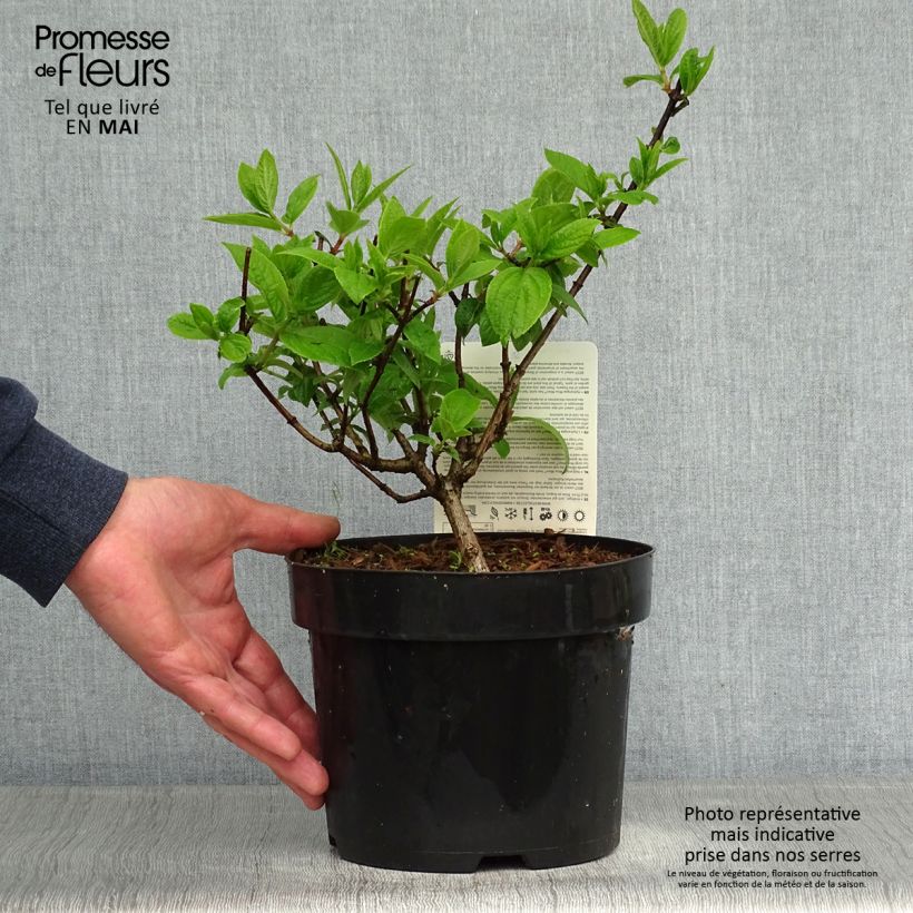 Hydrangea paniculata Mega Mindy - Ortensia paniculata Vaso da 2L/3L esemplare consegnato in primavera