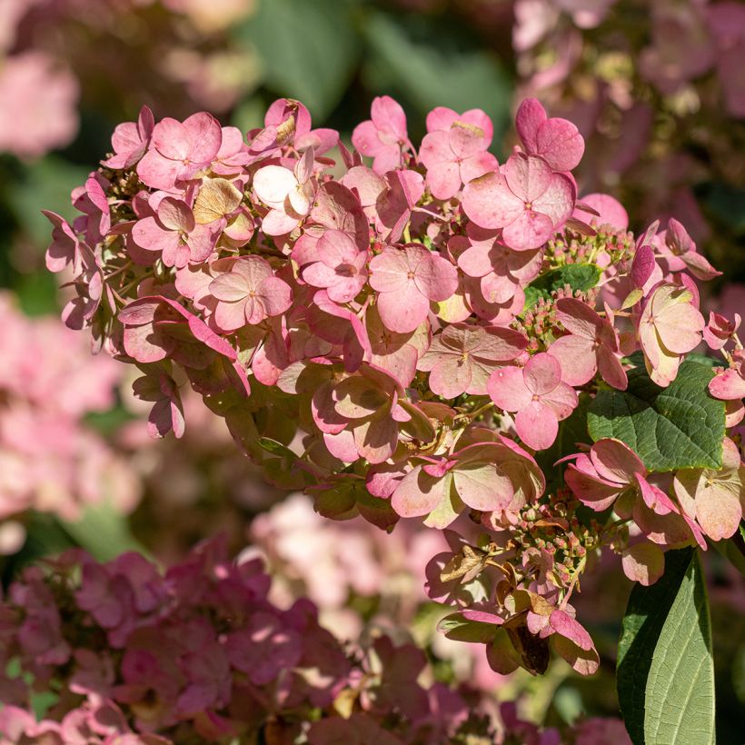 Hydrangea paniculata Pink Diamond - Ortensia paniculata (Flowering)