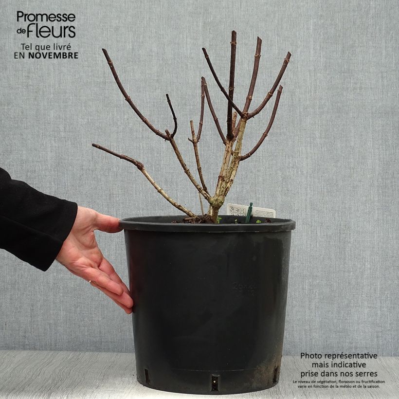 Esemplare di Hydrangea paniculata Pinky Winky - Ortensia paniculata Vaso da 7,5L/10L come consegnato in autunno