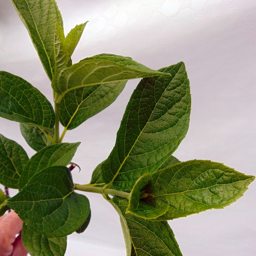 Hydrangea paniculata Pinky Winky - Ortensia paniculata (Fogliame)