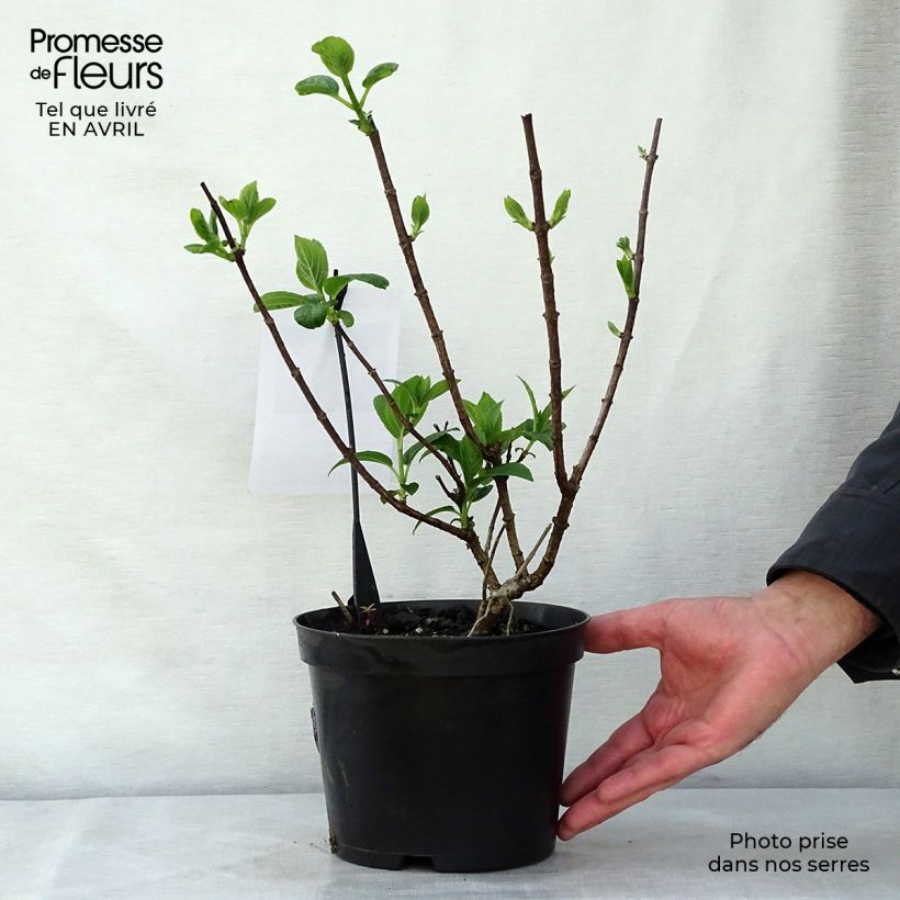 Example of Hydrangea paniculata Silver Dollar - Ortensia paniculata Vaso da 3L/4L as you get in printemps