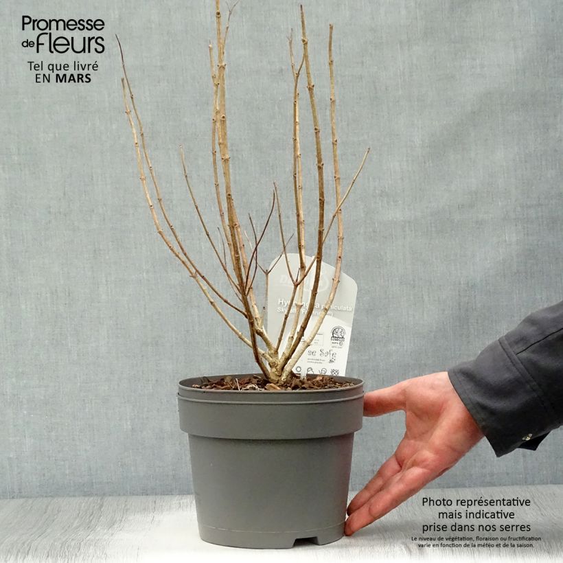 Example of Hydrangea paniculata Skyfall - Ortensia paniculata Vaso da 3L/4L as you get in printemps