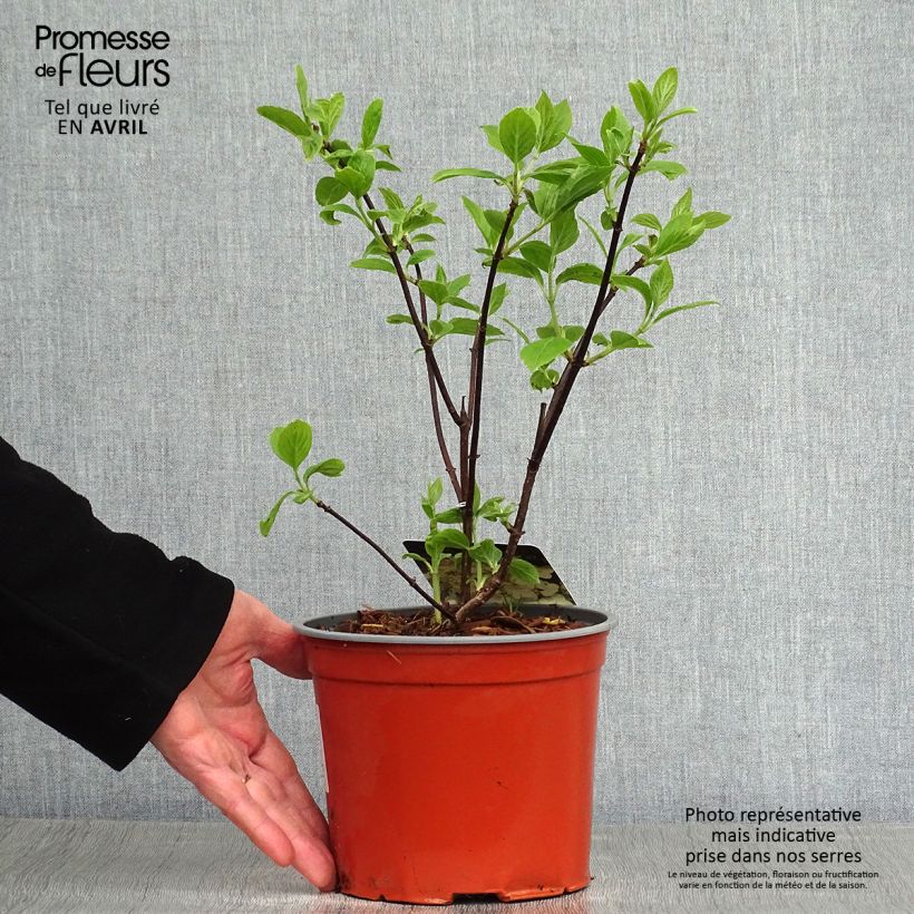 Hydrangea paniculata White Moth - Ortensia paniculata Vaso da 2L/3L esemplare consegnato in primavera