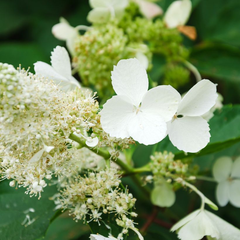 Hydrangea paniculata White Moth - Ortensia paniculata (Fioritura)