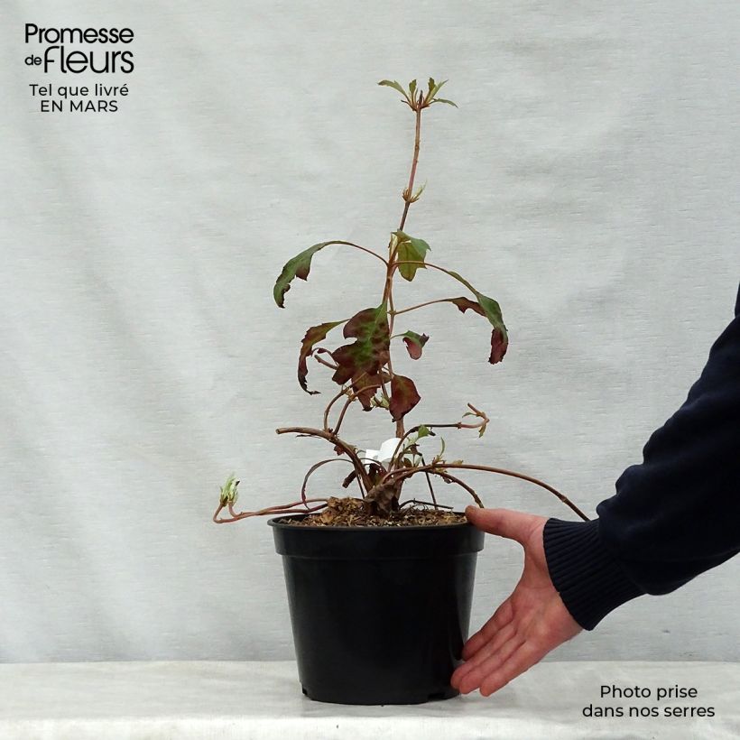 Hydrangea quercifolia Ice Crystal - Ortensia a foglie di quercia Vaso da 4L/5L esemplare consegnato in primavera