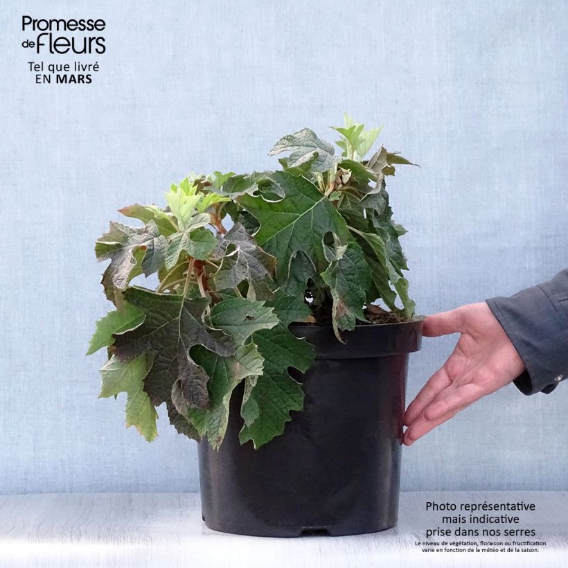 Example of Hydrangea quercifolia Jetstream - Ortensia a foglie di quercia Vaso da 6L/7L as you get in printemps