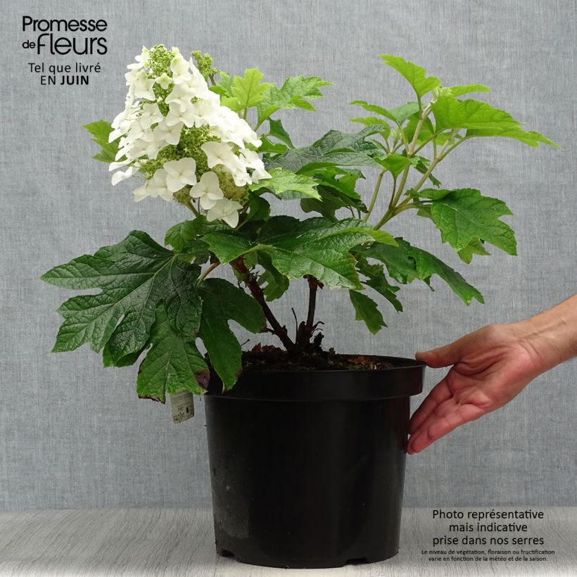 Esemplare di Hydrangea quercifolia Jetstream - Ortensia a foglie di quercia Vaso da 6L/7L consegnato in estate
