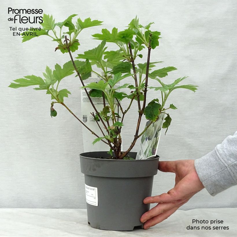 Hydrangea quercifolia Munchkin - Ortensia a foglie di quercia Vaso da 2L/3L esemplare consegnato in primavera