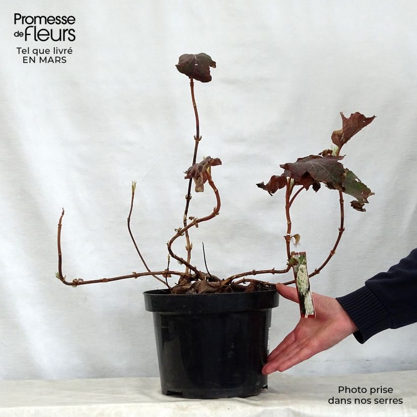 Hydrangea quercifolia Snow Queen - Ortensia a foglie di quercia Vaso da 4L/5L esemplare consegnato in primavera