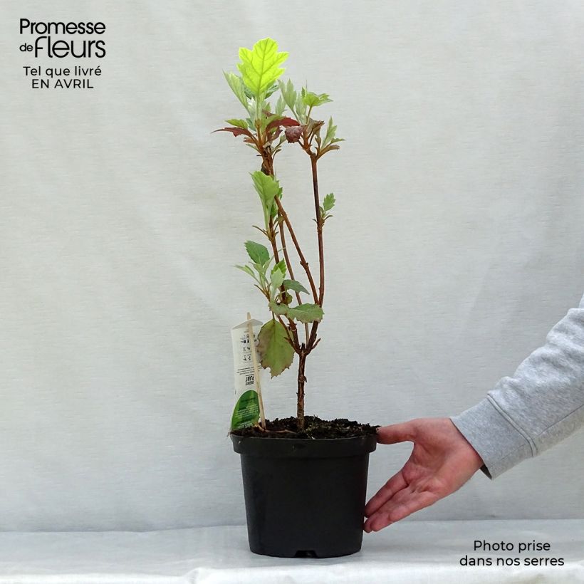 Hydrangea quercifolia Snowflake - Ortensia a foglie di quercia Vaso da 3L/4L esemplare consegnato in primavera