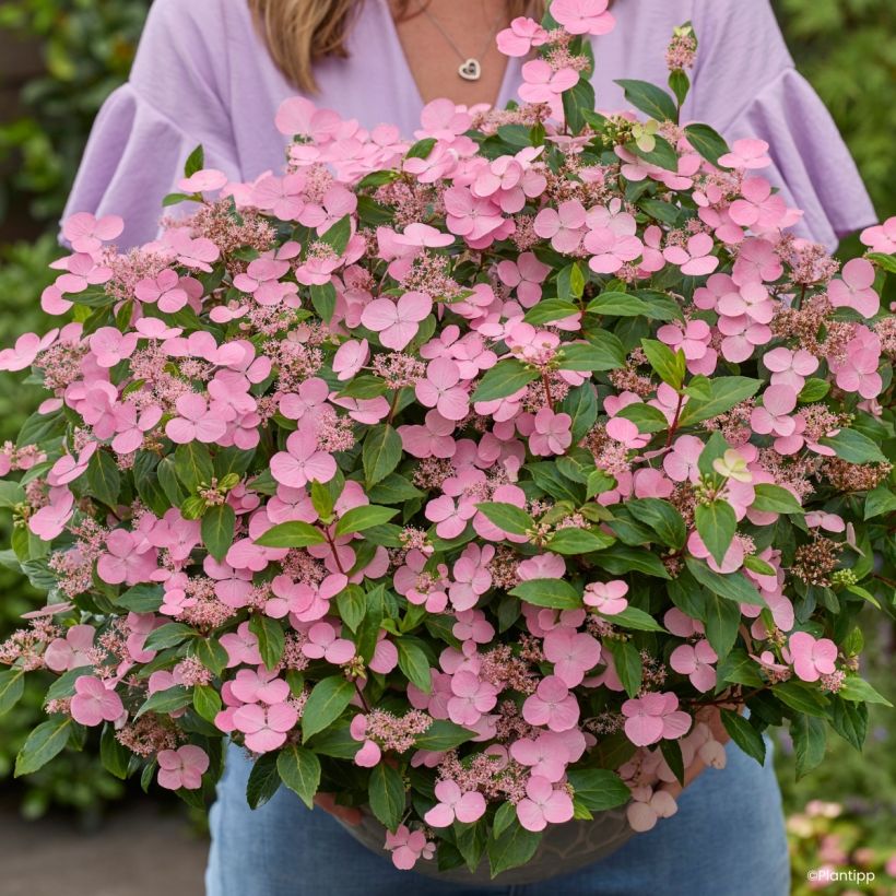 Hydrangea scandens First Love - Ortensia (Flowering)