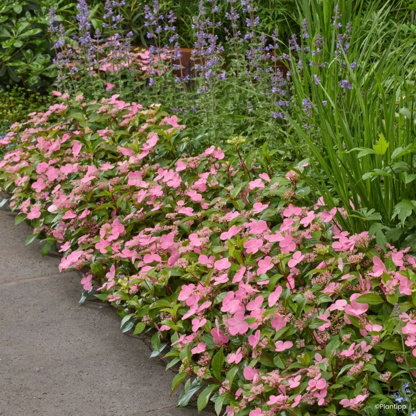 Hydrangea scandens First Love - Ortensia (Plant habit)