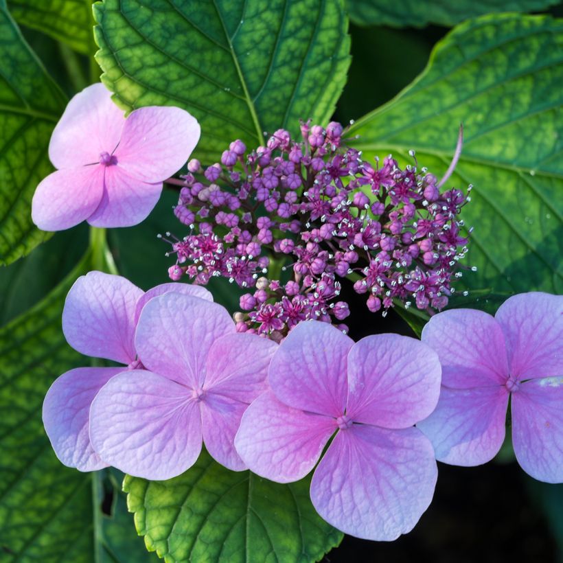 Hydrangea serrata Avelroz - Ortensia (Flowering)