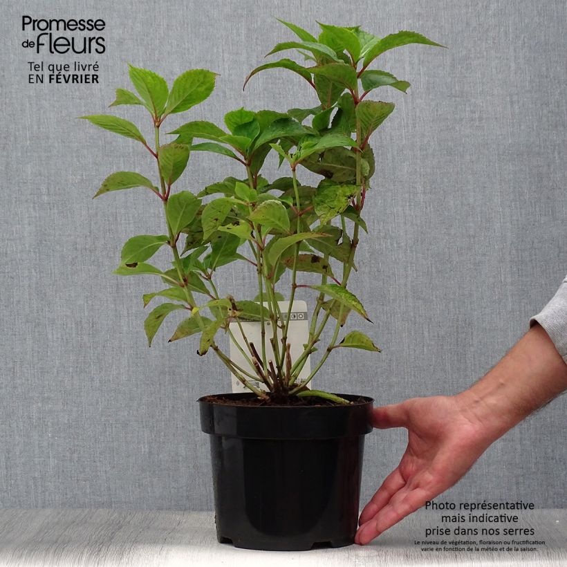 Esemplare di Hydrangea serrata Avelroz - Ortensia Vaso da 2L/3L, A cespuglio come consegnato in autunno