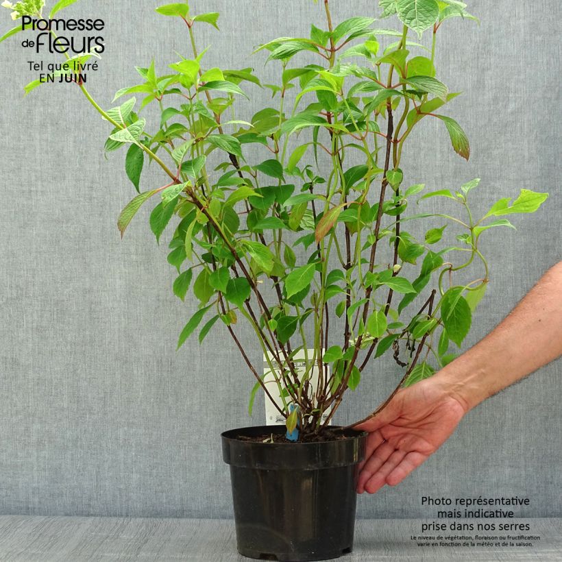 Esemplare di Hydrangea serrata Avelroz - Ortensia Vaso da 2L/3L, A cespuglio consegnato in estate