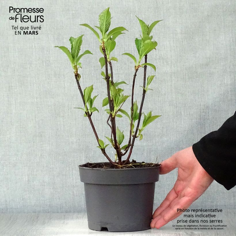 Example of Hydrangea serrata Blue Bird - Ortensia Vaso da 3L/4L as you get in printemps