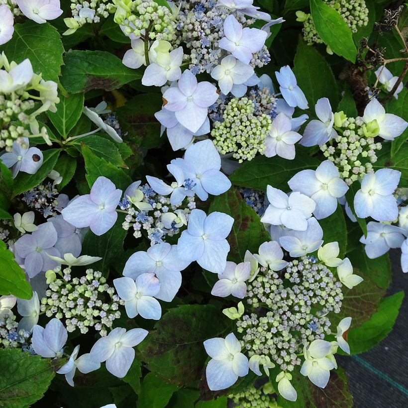 Hydrangea serrata Blue Deckle - Ortensia (Flowering)