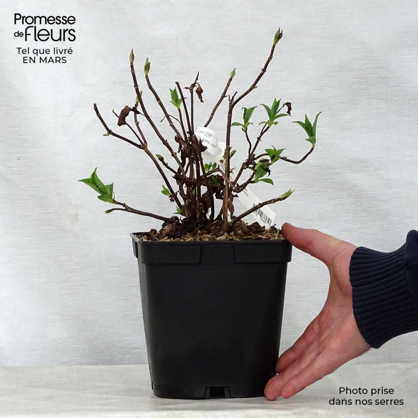 Example of Hydrangea serrata Blue Deckle - Ortensia Vaso da 2L/3L as you get in printemps