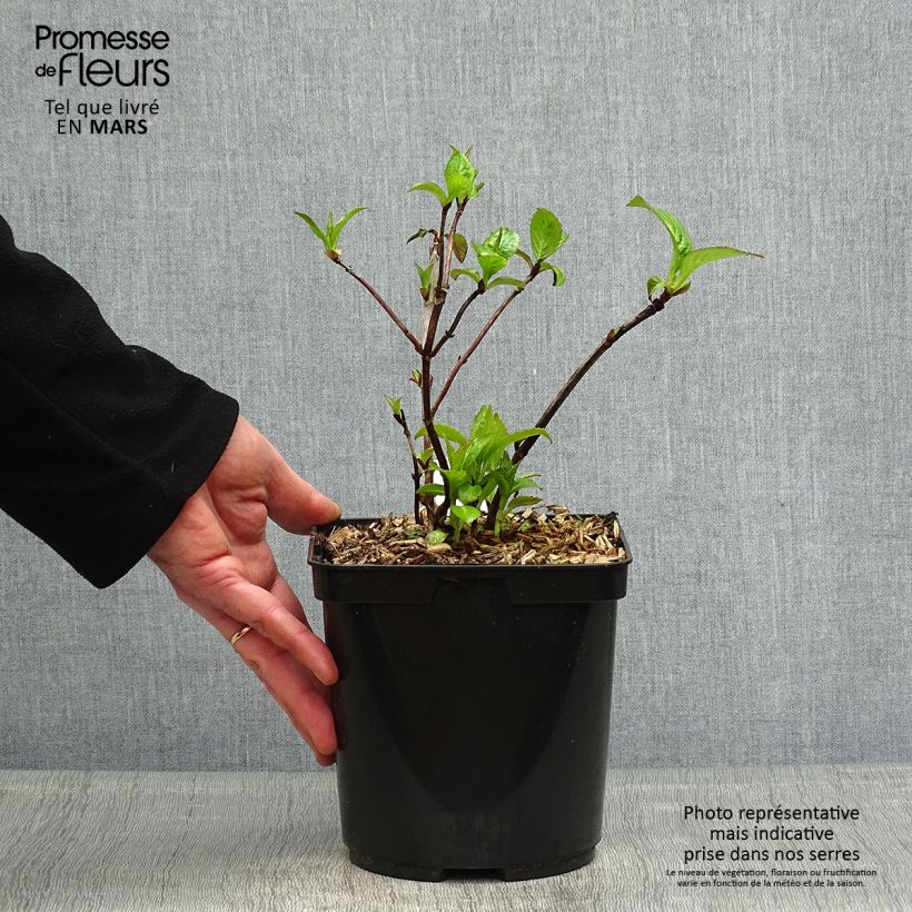 Example of Hydrangea serrata Cap Sizun - Ortensia Vaso da 2L/3L as you get in printemps