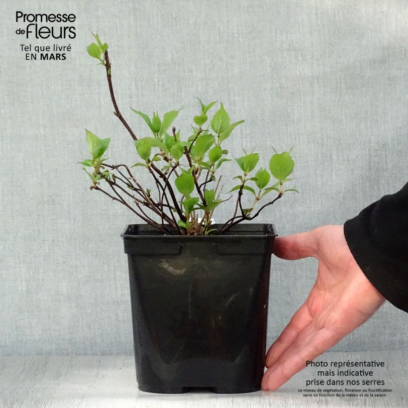 Hydrangea serrata Graciosa - Ortensia Vaso da 2L/3L esemplare consegnato in primavera