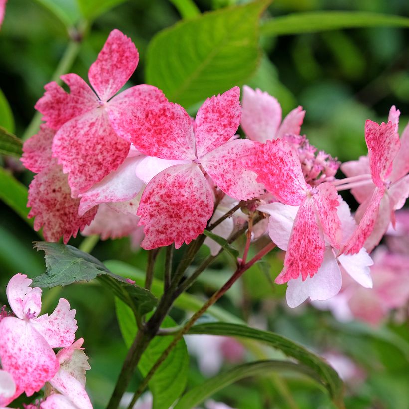 Hydrangea serrata Grayswood - Ortensia (Fioritura)