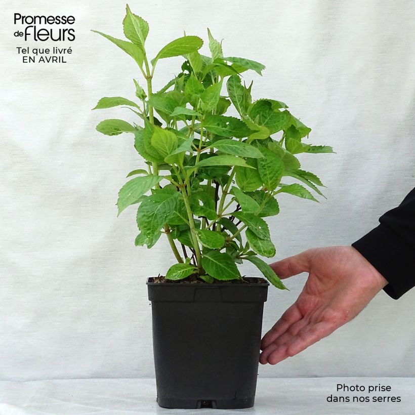 Hydrangea serrata Klaveren - Ortensia Vaso da 2L/3L esemplare consegnato in primavera