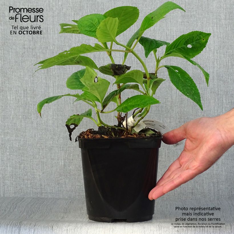 Esemplare di Hydrangea serrata Klaveren - Ortensia Vaso da 2L/3L come consegnato in autunno