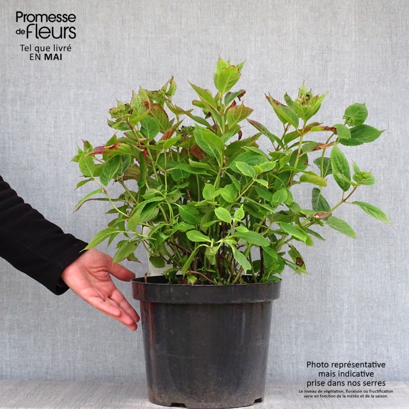 Hydrangea serrata Magic Pillow - Ortensia Vaso da 7,5L/10L esemplare consegnato in primavera