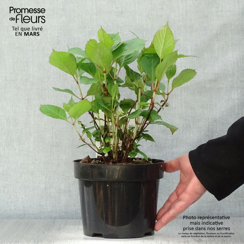 Example of Hydrangea serrata Precioza - Ortensia Vaso da 2L/3L as you get in printemps