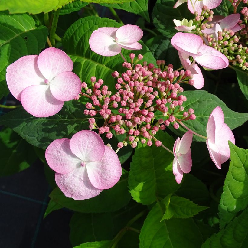 Hydrangea serrata Shojo - Ortensia (Flowering)