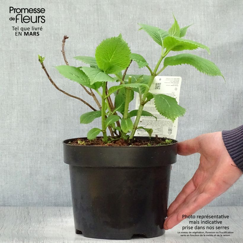 Example of Hydrangea serrata Veerle - Ortensia Vaso da 3L/4L as you get in printemps