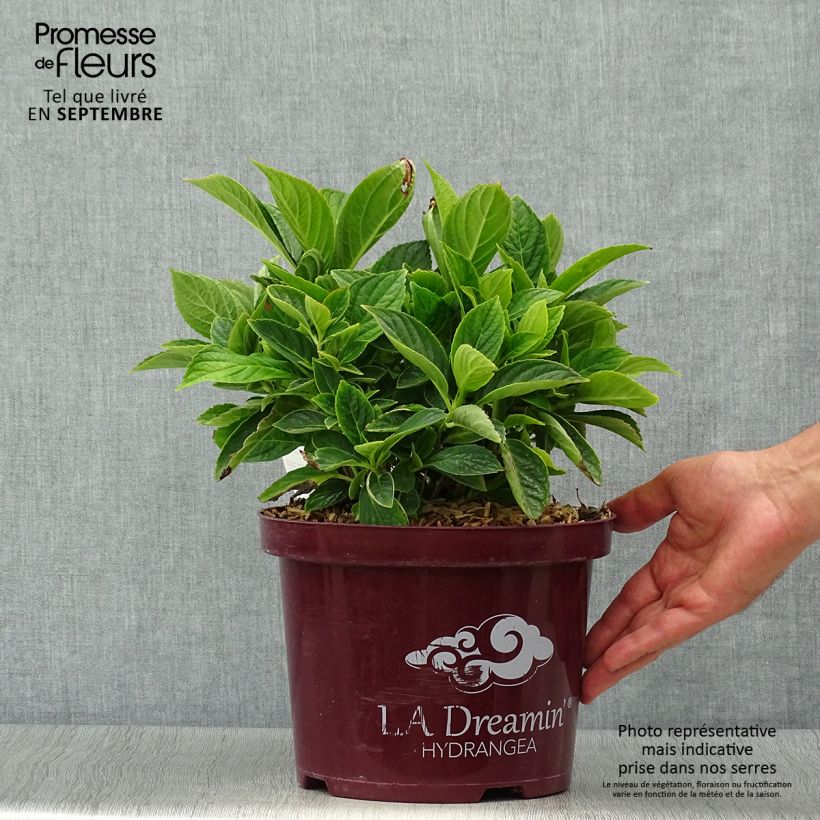 Esemplare di Hydrangea macrophylla L.A Dreamin - Ortensia Vaso da 4L/5L, A cespuglio come consegnato in autunno