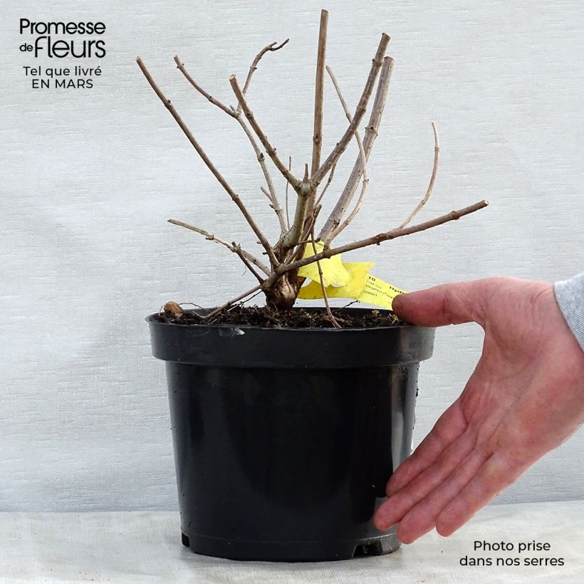 Example of Hydrangea paniculata Pink Diamond - Ortensia paniculata Vaso da 2L/3L as you get in printemps