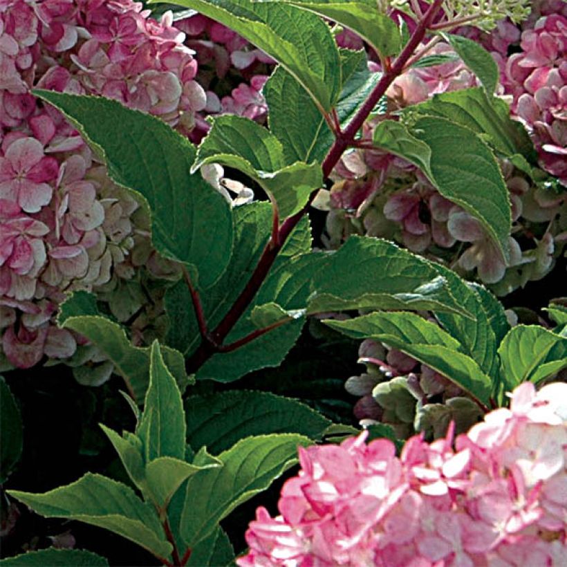 Hydrangea paniculata Vanille Fraise - Ortensia paniculata (Foliage)