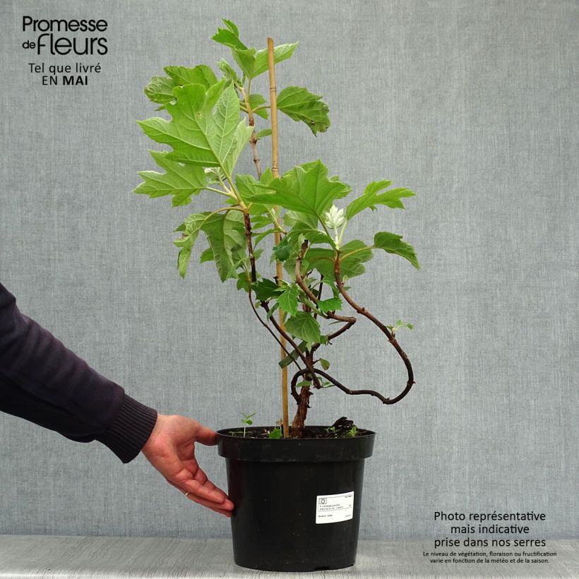 Hydrangea quercifolia Bultinks Giant Flowers - Ortensia a foglie di quercia Vaso da 7,5L/10L esemplare consegnato in primavera