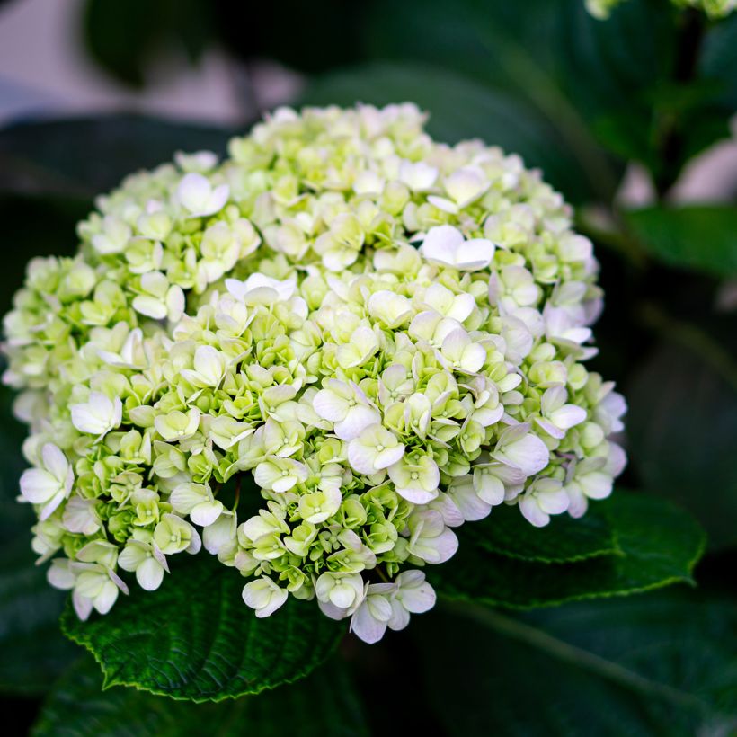 Hydrangea arborescens Lime Rickey - Ortensia (Flowering)