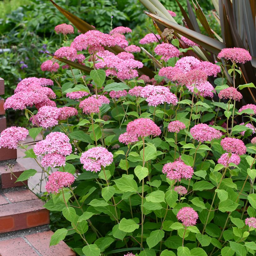 Hydrangea arborescens Pink Annabelle - Ortensia (Plant habit)